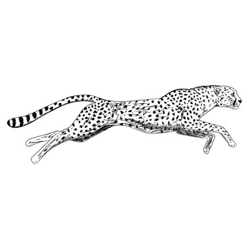 Hand drawn sketch of running cheetah. Vector illustration.