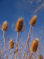 Winter Thistle in Colorado