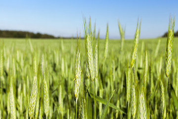 Fototapeta premium Field with cereal