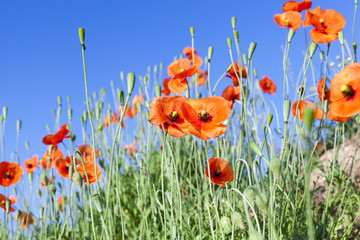 Obraz premium red poppies in a field