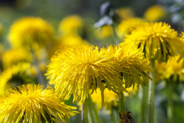 yellow dandelions in spring