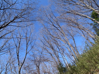 Obraz premium 冬の散歩