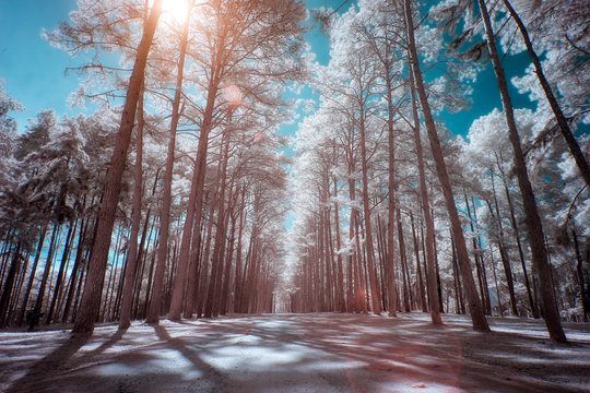 Fototapeta Winter forest