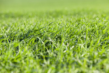 young grass plants, close-up