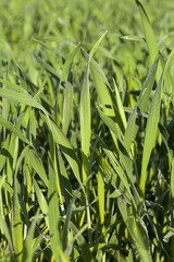 Obraz premium Field with cereal
