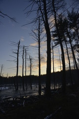 Tree and sunset