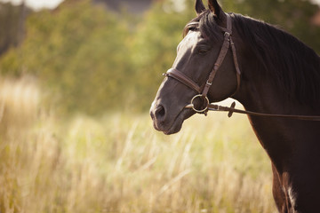 Black horse standing in a field