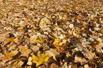 fallen leaves of a maple