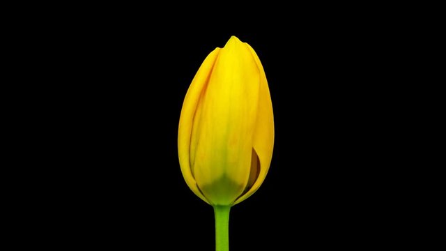 Time lapse of a tulip flower rowing cut out