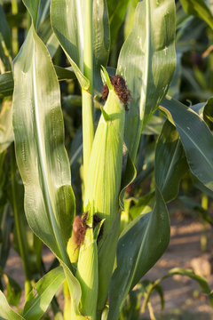 green corn, close up