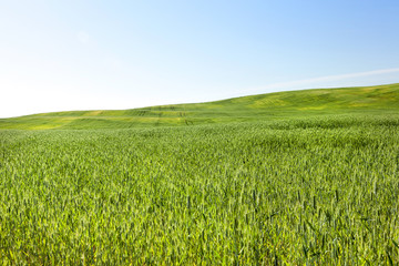 Field with cereal