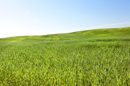 Field with cereal