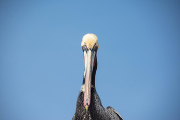 Pelican looking at the camera. Bird close up