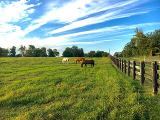 Obraz premium Horses at horse farm