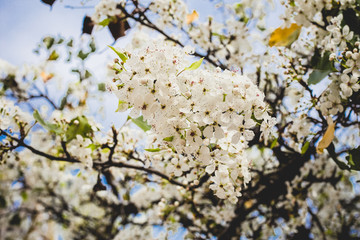 Spring time.  Cherry tree blossom. White flowers. Close up