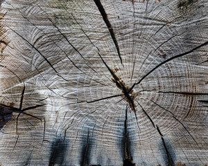 Cut wood with end grain pattern