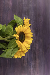 Yellow sunflowers on purple with copyspace