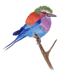 Colorful Bird