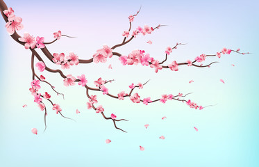 Japan sakura branches with cherry blossom flowers and falling petals isolated on white background vector illustration © MicroOne