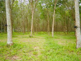 Milky latex extracted from rubber tree (Hevea Brasiliensis) as a source of natural rubber