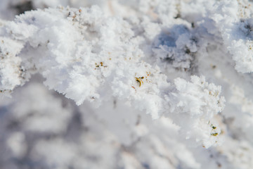 Pine tree branches covered with white snow and ice.