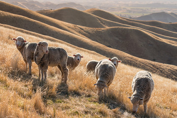 flock of merino sheep at sunset on grassy hill