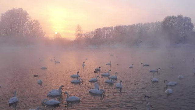 Swans Cygnus cygnus on Altai lake Svetloe in the evaporation mist  at sunset time in winter
