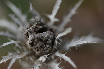 Dry flower