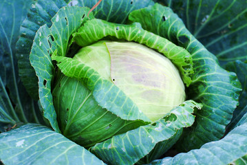 Obraz premium Green cabbage in the garden
