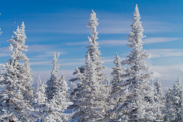 Beautiful winter landscape with trees