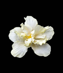 Fototapeta na wymiar Big white hibiscus flower on black