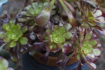 Beautiful Succulents