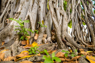 Tree Roots with leaves