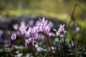 Obraz premium Wild cyclamen hederifolium in forest .
