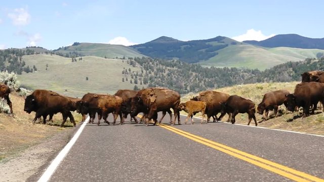 Wild Animal Buffalo Bull Males Oversee Road Crossing Yellowstone National Park