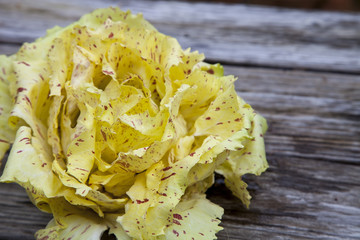 Castelfranco radicchio lettuce © SailingAway