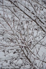 winter in carpatian