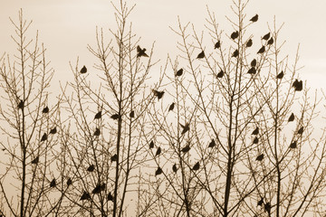 Flock of waxwings sitting on the trees and flying around. Birds and branches silhouettes. Sepia toned image. Old photo stylization.