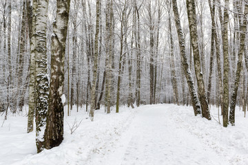 Pathway in winter forest,