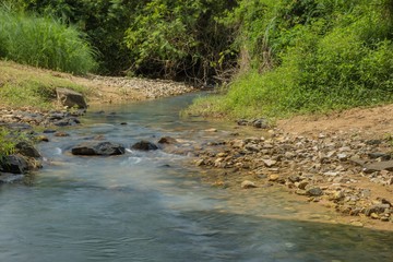 Naklejka na ściany i meble Rocky little stream with lush green vegetation in tropical Vietnam.