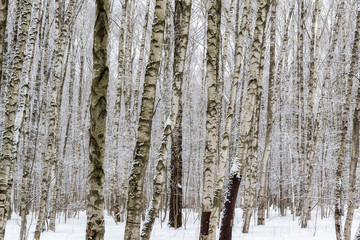 Obraz premium Birch forest in winter.