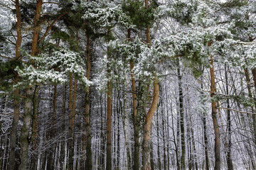 Fototapeta premium Winter background. Trees covered with snow in winter forest.