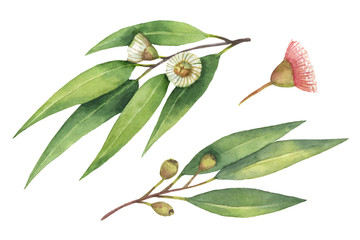 Watercolor hand painted set with eucalyptus leaves and branches. © ElenaMedvedeva