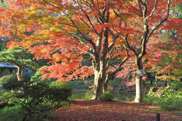 Naklejka premium 日比谷公園 紅葉