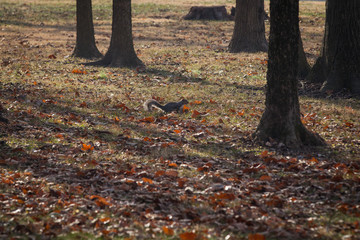 Fototapeta na wymiar Squirrels play, funny animals, Tennessee, USA