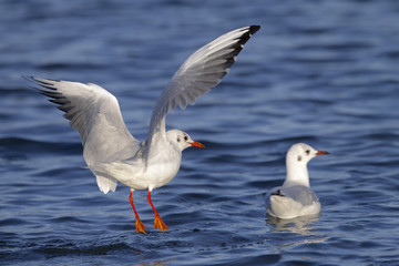 Black headed Gulls Larus ridibundus  feeding on sea