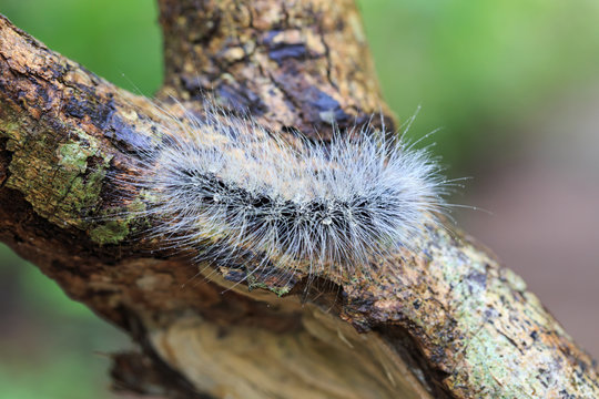 Hairy caterpillar dew covered and crawl on bark
