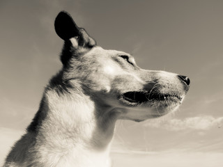 mixed breed dog (36) face close-up against blue sky
