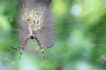 spider on spiderweb