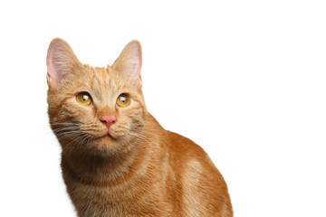 Portrait of Satisfied Ginger Cat Stare up on Isolated white background, front view